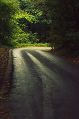 Wall Mural - Bending tarmac road with tracks in dark lush forest.