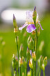 Spring white iris