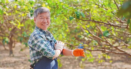 Wall Mural - asian senior man in orchard