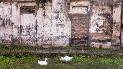 Two ducks on the grass outside the walls of the ruins of an ancient structure in the town of Murshidabad. 