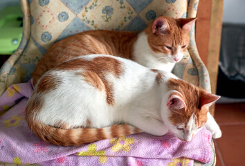 A selective focus closeup of tabby cats lying on a single chair