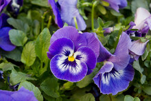 Flowers Blooming On A Flower Bed In The Garden Blue Pansies Close-up