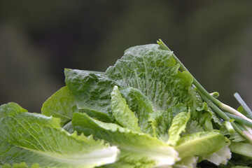 Wall Mural - green vegetables. Lettuce leaves and spring onions.