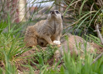 Canvas Print - meerkat sitting on a rock