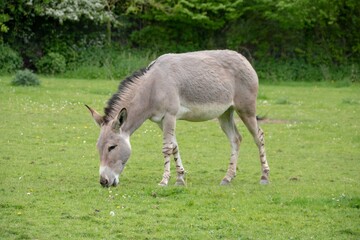 Poster - African wild donkey of African wild ass is a wild member of the horse family