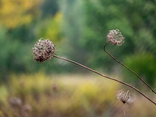 Sticker - thistle in a field