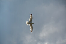 European Herring Gull In Flight