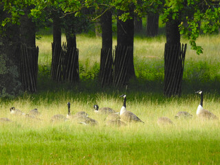 Wall Mural - A group of American geese by old stumps and grass