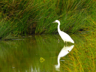 Wall Mural - A white heron stands in shallow water next to tall grass