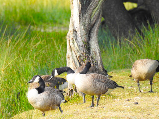 Wall Mural - A group of American geese by old stumps and grass