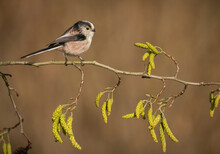 Long Tailed Tit, Aegithalos Caudatus, Perched On Branch Of Hazel Catkins
