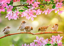 Little Funny Chicks Sparrows Sit In Spring Sunshine On The Branches Of An Apple Tree With Pink Flowers