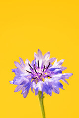 Poster - Centaurea cyanus