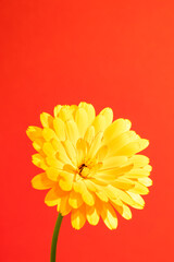 Poster - Calendula officinalis