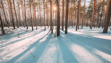 4K Beautiful Blue Shadows From Pines Trees In Motion On Winter Snowy Ground. Sun Sunshine In Forest. Sunset Sunlight Shining Through Pine Greenwoods Woods Landscape. Snow Nature Time-Lapse Time Lapse