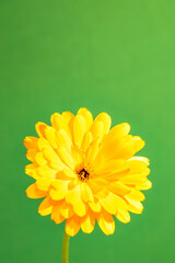 Poster - Calendula officinalis