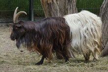 Valois Goat (Capra Aegagrus Hircus)