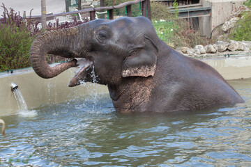 Wall Mural - Asian elephant (Elephas maximus) bathing.