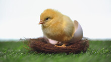 Yellow Chick Sitting In Nest With Eggshell Isolated On White