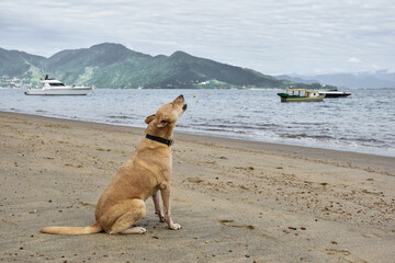 A dog sitting on the sand howling. There are mountains and the sea in the background. Ilhabela, Brazil.