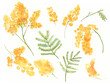 Yellow mimosa flowers. Watercolor acacia branches and twigs with leaves. Spring painted flowers for 8 march isolated on white backgound.