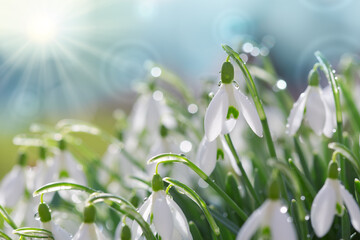 Canvas Print - snowdrops on bokeh background in sunny spring garden under sunbeams.