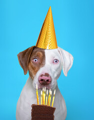 Wall Mural - cute studio photo of a shelter dog in a costume on a isolated background