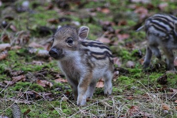 curious, young shoats playing in the forest