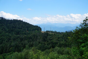 Sticker - forest in the mountains