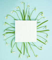 Wall Mural - Creative spring Easter arrangement made of fresh snowdrop flowers on turquise background with white paper square copy space. Flat lay minimal concept.