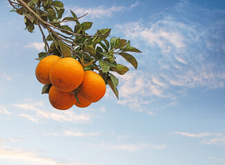 Close up of ripe oranges on branch