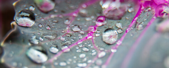  Macro photography of water drops on a cabbage leaf. Selective focus