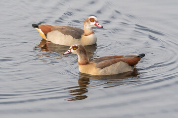 Wall Mural - Nilgänse auf dem See