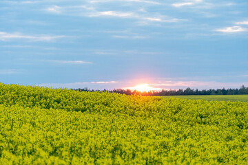 A beautiful yellow field with flowering rapeseed on the background of a blue sky and fluffy clouds. Eco-friendly agriculture.