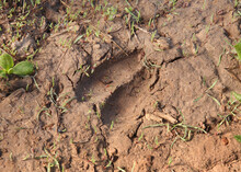Mule Deer Hoof Track Clearly Visible In Dirt Closeup