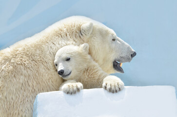 Wall Mural - polar bear cub