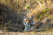 Wild royal bengal tiger closeup or portrait with eye contact at dhikala zone of jim corbett national park or tiger reserve uttarakhand india - panthera tigris tigris