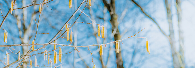 Wall Mural - Spring branches on a colorful blurred background. Beautiful panoramic landscapes