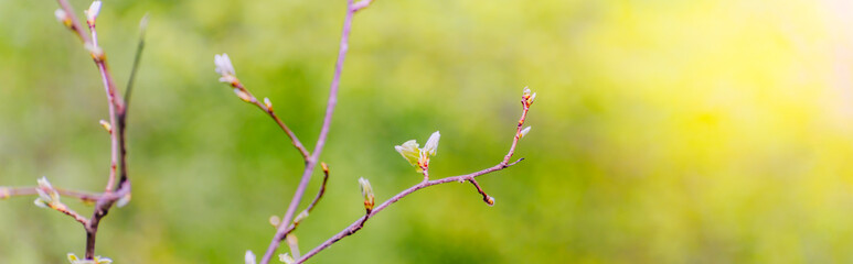 Wall Mural - Beautiful panoramic spring scenery with buds, green leaves and bokeh background