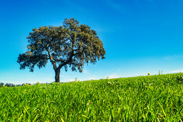 Field, tree and blue sky