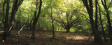 Fototapeta Las - green forest panorama, green foliage and trees