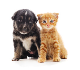 Canvas Print - Small cat and puppy.