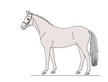 Exterior Beautiful Gray Horse Isolated On White Background, Vector Illustration