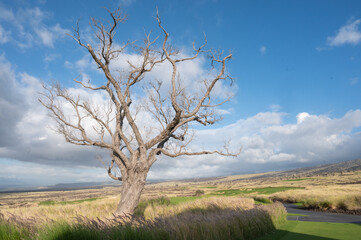 Sticker - tree landscape