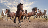 Fototapeta Konie - herd of horses	