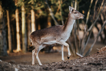 beautiful deer standing in a forest