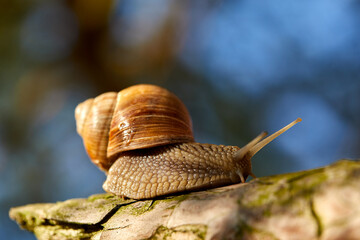  snail crawling on the stone