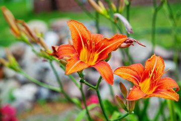 Poster - Wild orange lily