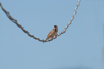 Two sparrows stand on power cable.