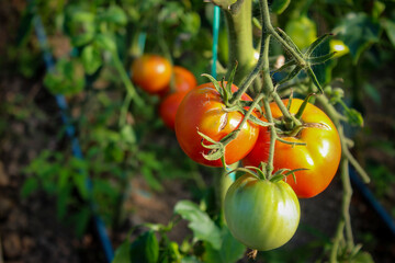 Wall Mural - A group of tomato fruits on the branch. Growing tomatoes in a greenhouse. Tomato fruits.